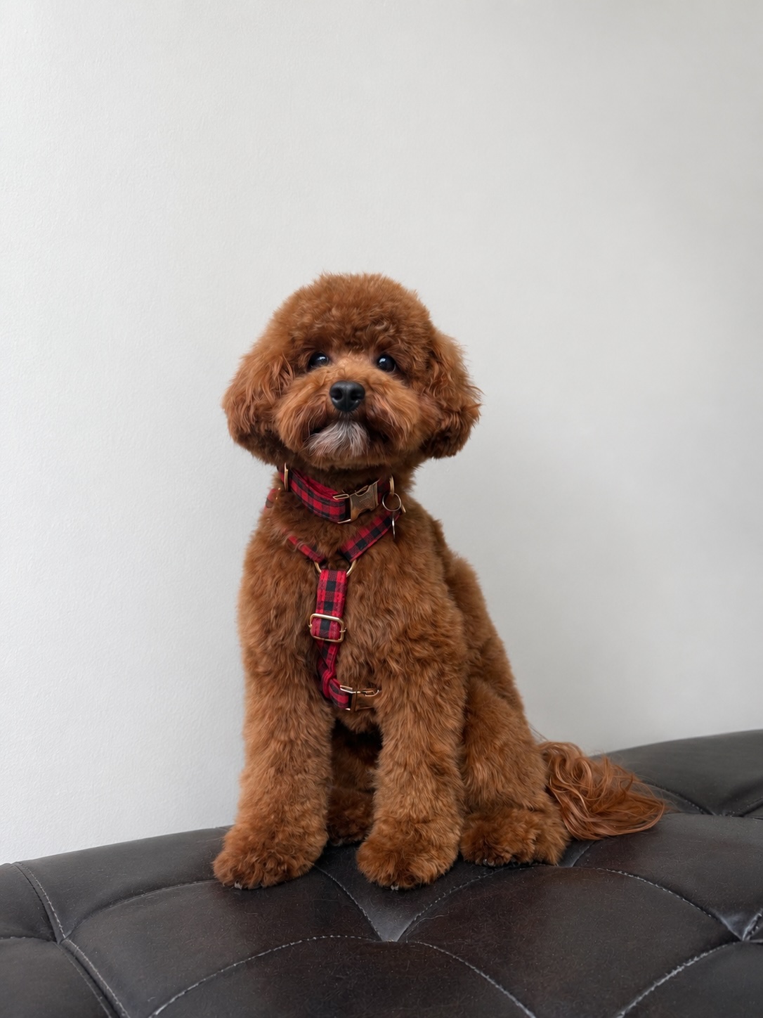 Titicaca sitting square to the camera in his plaid harness, next to a pom-pom garland