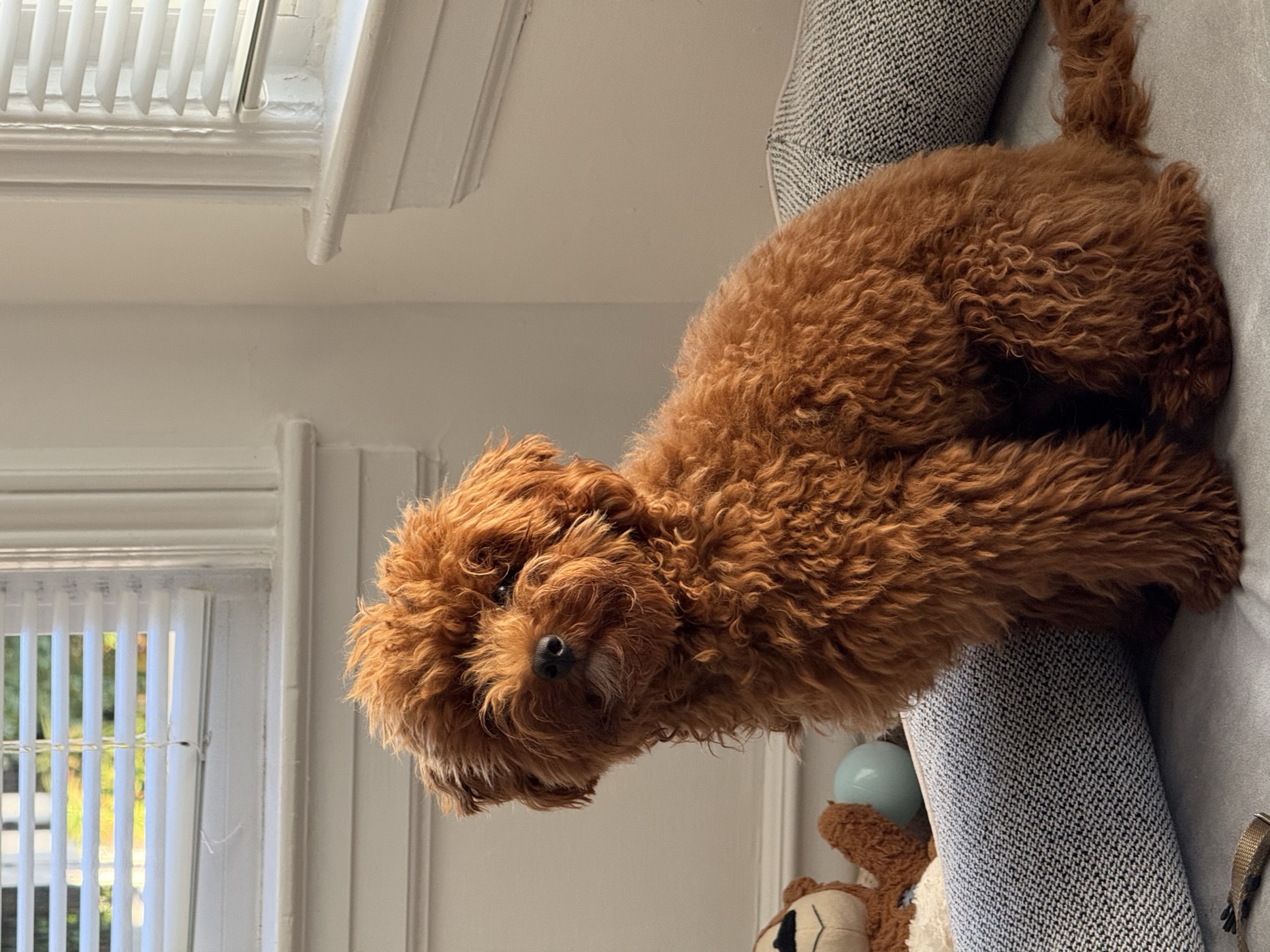 Titicaca on his bed in warm window light, teddy bear behind him