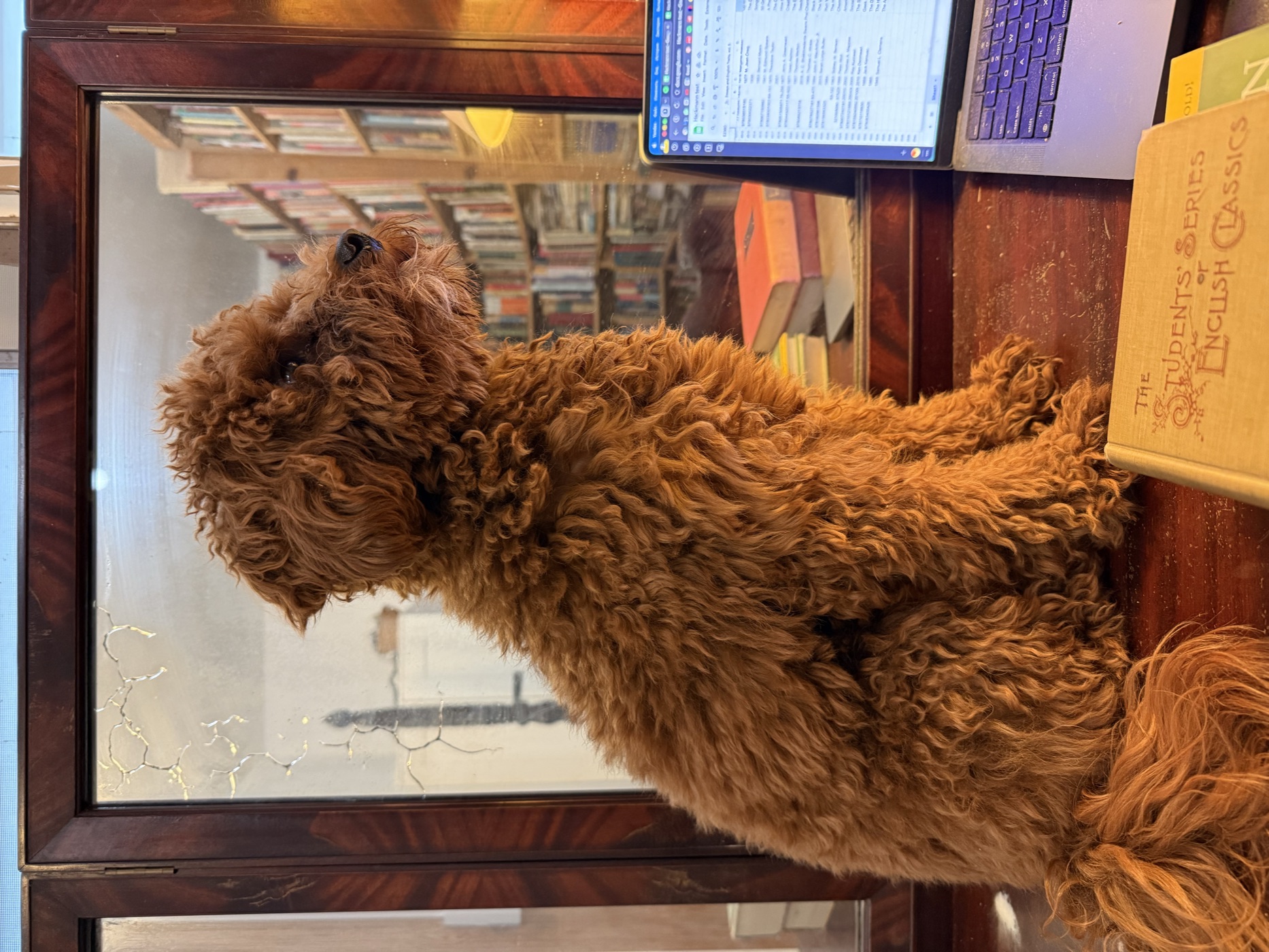 Titicaca sitting on a desk beside a laptop and an antique book, reflected in an old mirror with bookshelves behind