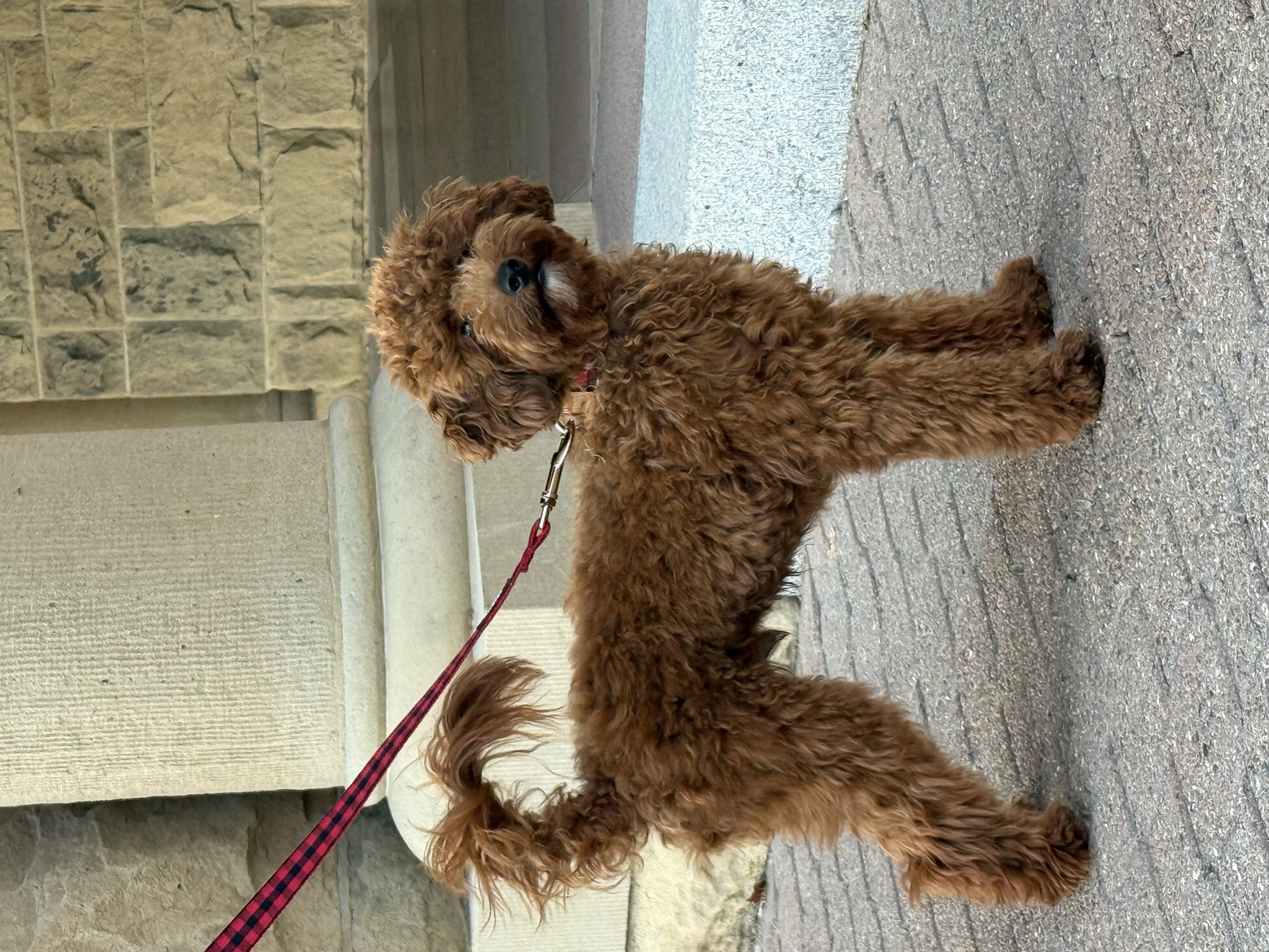 Titicaca standing squarely in profile on brick pavement, buffalo-plaid leash clipped to his collar